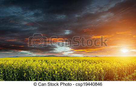 Stock Photo of Huge canola,colza,rape field before storm with.