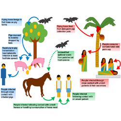 Nipah Virus: Symptoms, prevention, treatment of the.