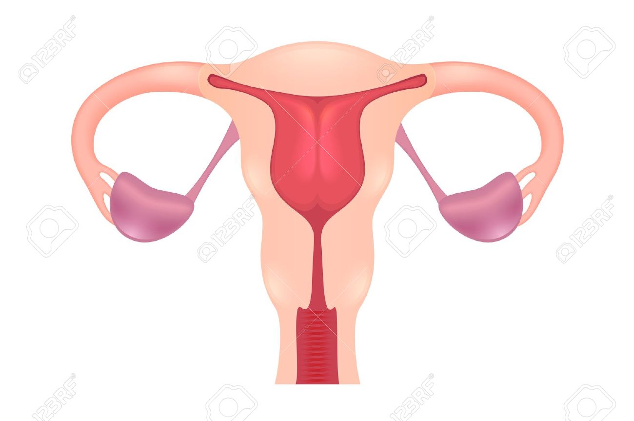 Ovary clipart.