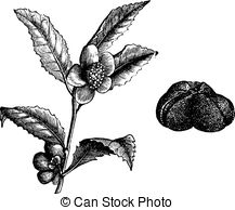 Theaceae Vector Clip Art EPS Images. 5 Theaceae clipart vector.