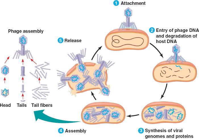 Phage as a Therapeutic Agent.