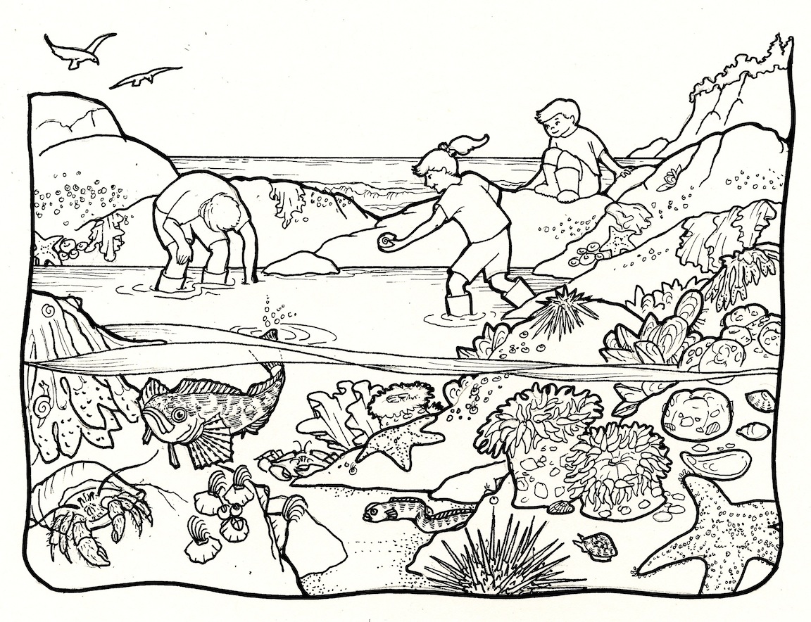 Tide pool clip art.