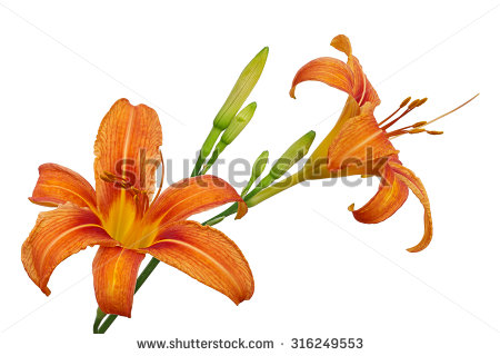 Daylily Stock Photos, Royalty.