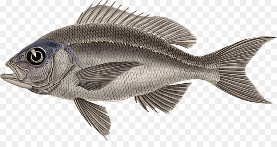 Fish Cartoon clipart.