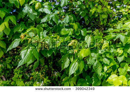 Radicans Stock Photos, Royalty.