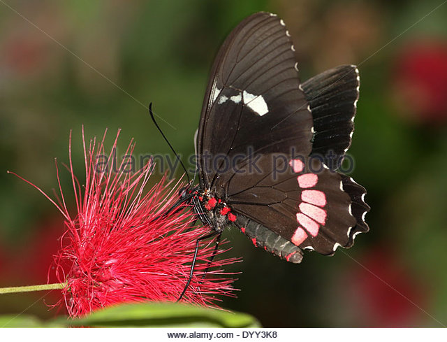 Cattle Heart Butterfly Stock Photos & Cattle Heart Butterfly Stock.