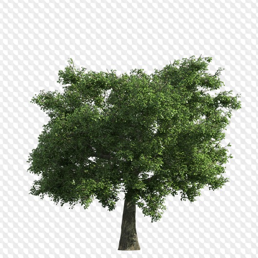 100 PNG, A large set for design, Trees in PNG on a.