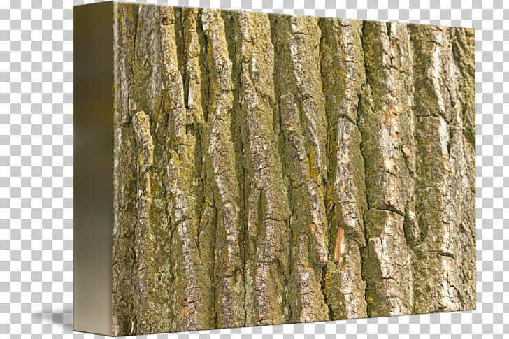 Trunk Wood /m/083vt Birch Bark PNG, Clipart, Bark, Birch.