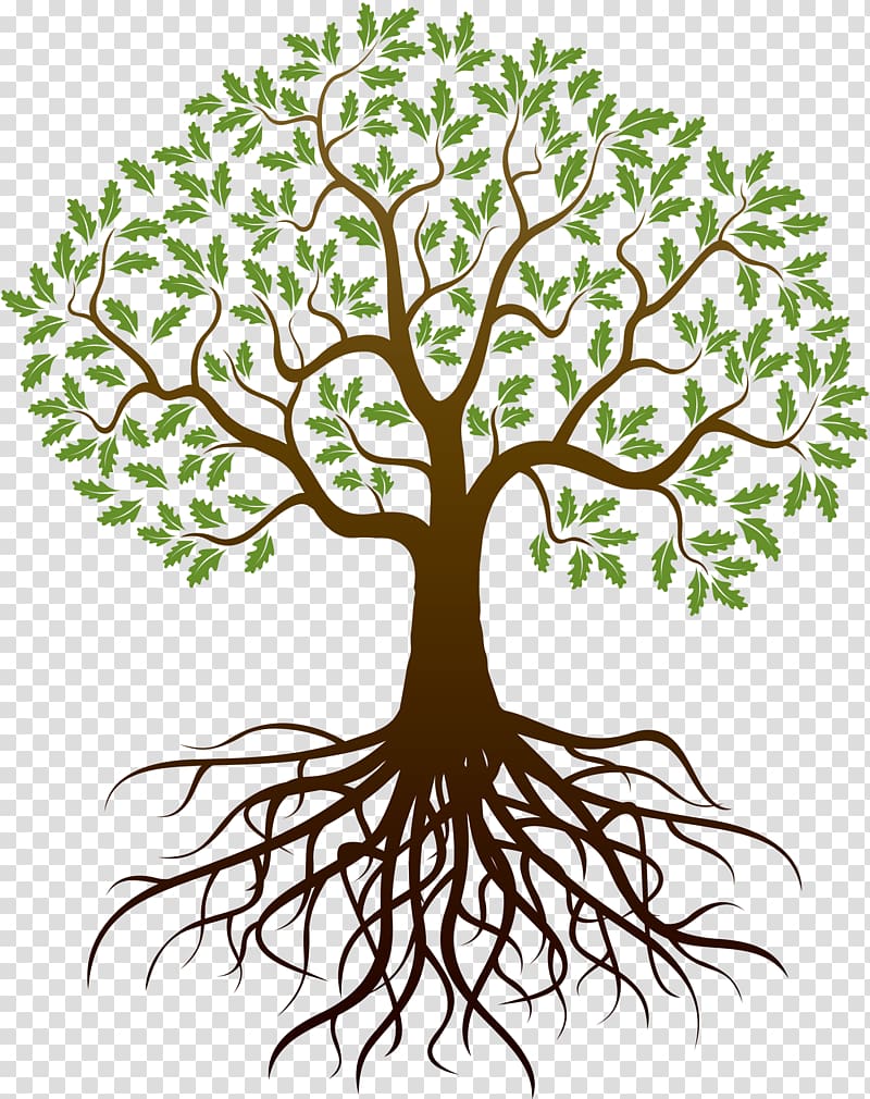 Tree of life illustration, Drawing Tree Root, reunion.