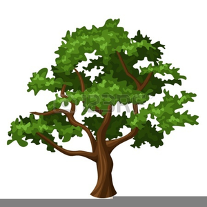 Oak Tree Clipart.