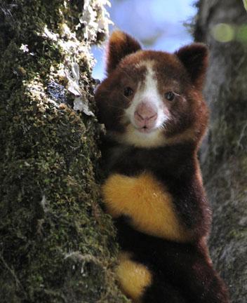 Tree Kangaroo Conservation Program (TKCP): A Successful.