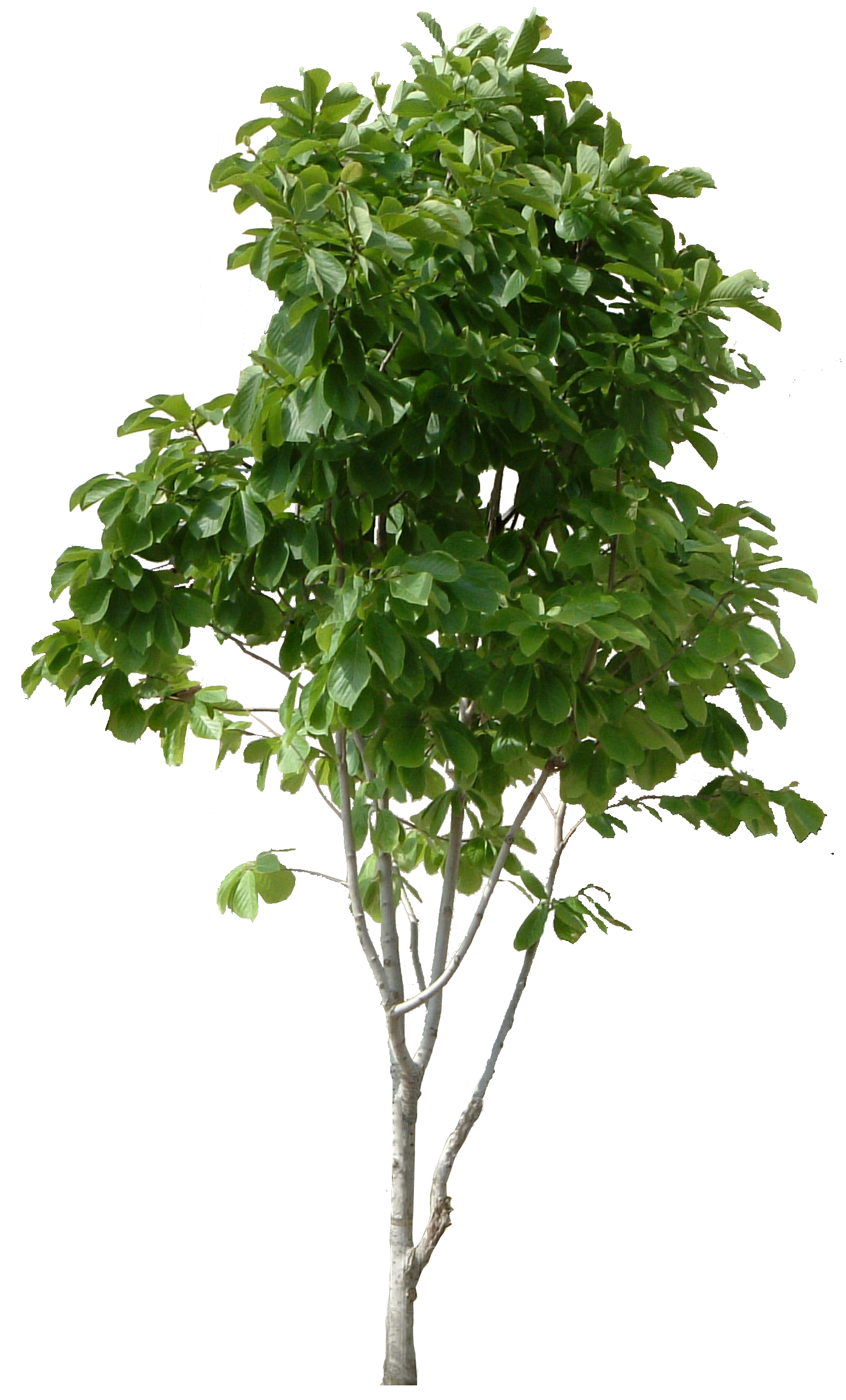 Free Tree Png Images & Free Tree Images.png Transparent.