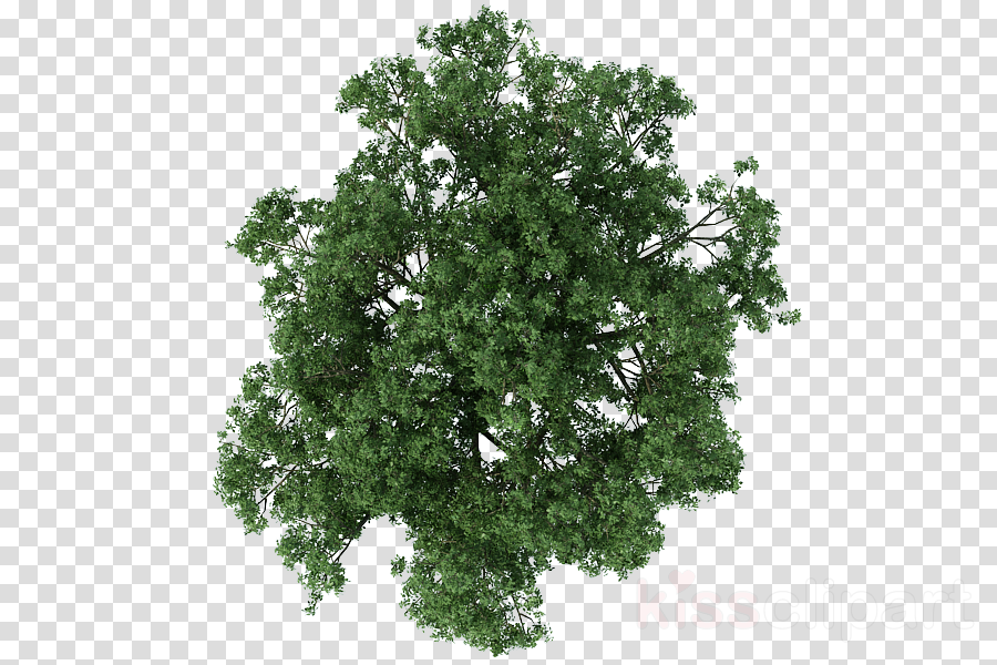 Tree Plan clipart.