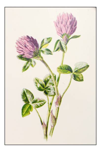 Trifolium Pratense Clip Art, Vector Images & Illustrations.