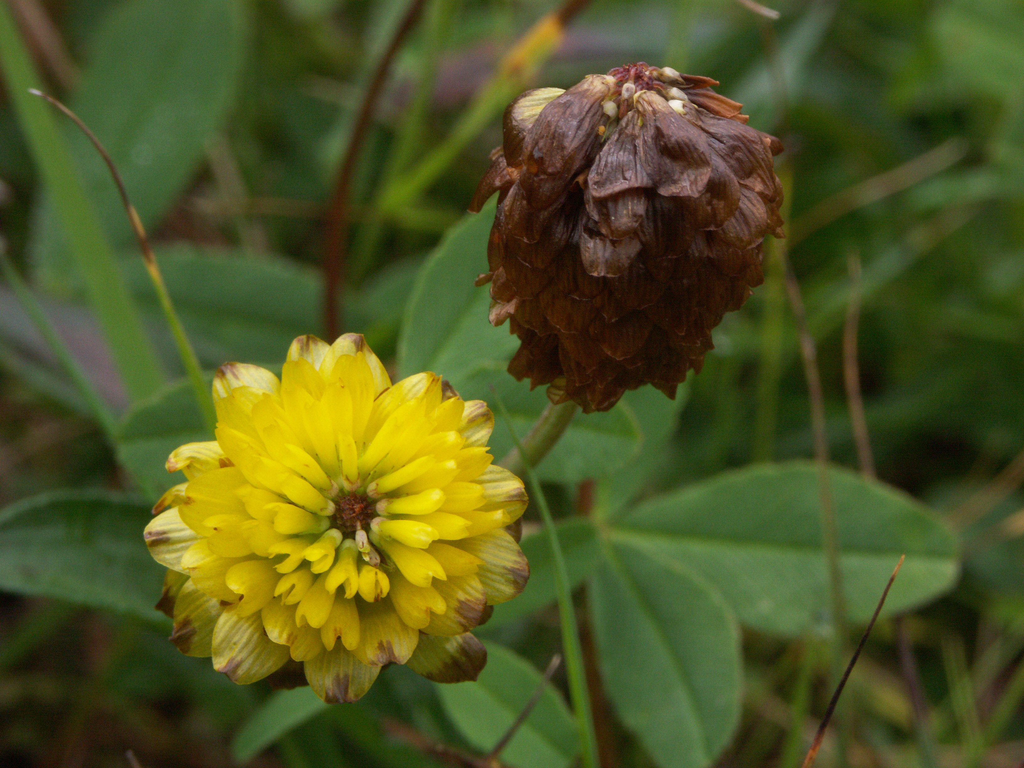 Trifolium sect. Chronosemium.