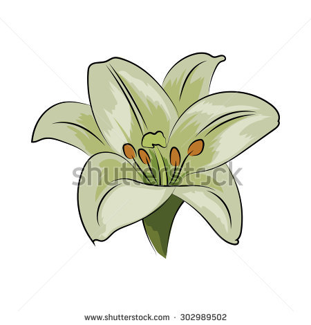 Gold Natural Trillium Flower Ontario Canada Stock Vector 71820418.