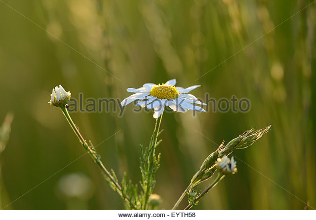 Beach Camomile Stock Photos & Beach Camomile Stock Images.