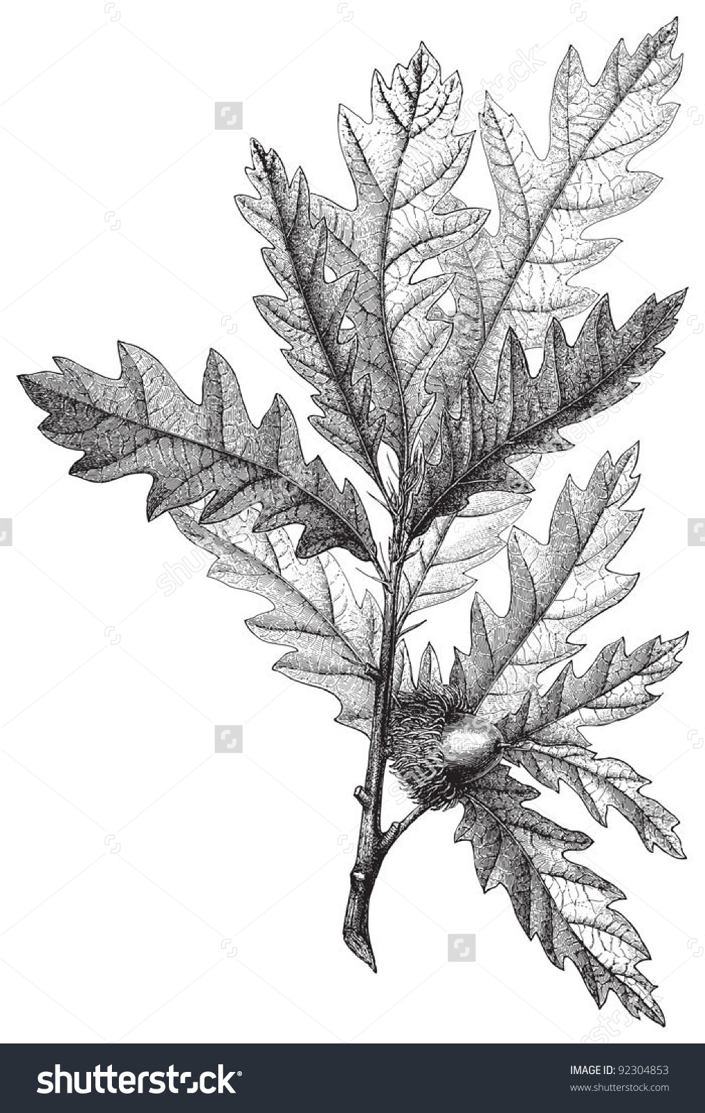 Turkey Oak (Quercus Cerris) / Vintage Illustration From Meyers.