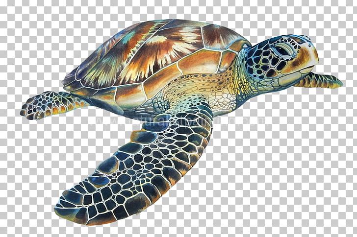 Loggerhead Sea Turtle Hawksbill Sea Turtle Tortoise PNG.