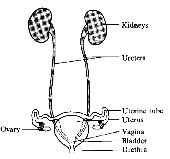 Urinary clipart 20 free Cliparts | Download images on Clipground 2024