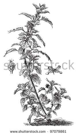 Annual Nettle Urtica Urens Vintage Illustration Stock Vector.