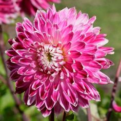 Dahlia Bulbs (Dinnerplate) 