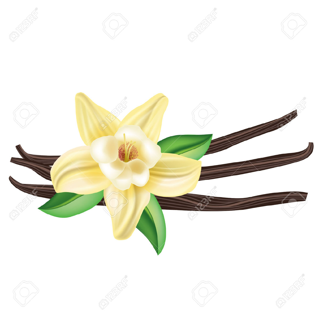 Clipart Vanilla.