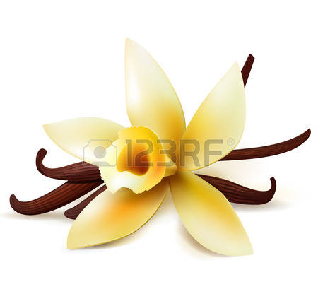 1,192 Vanilla Flower Stock Vector Illustration And Royalty Free.