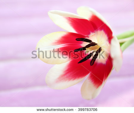 Variegated Tulip Stock Photos, Royalty.