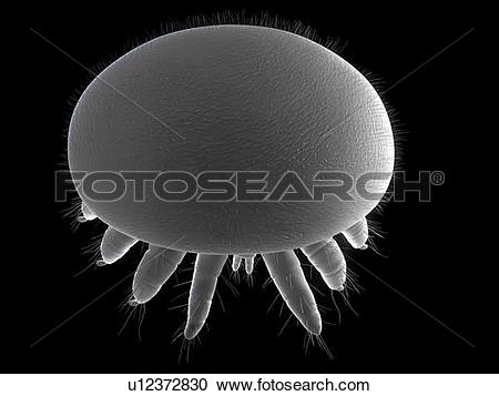 Stock Photography of Honeybee mite (Varroa destructor), artwork.