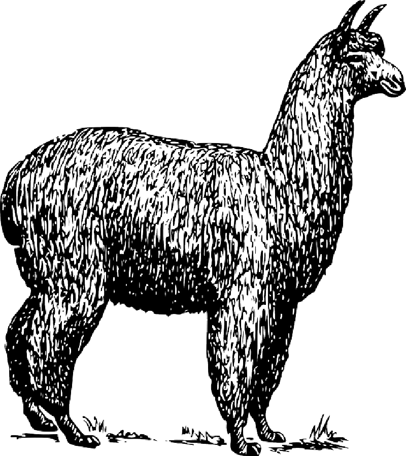 Alpaca Llama Vector graphics Clip art Drawing.