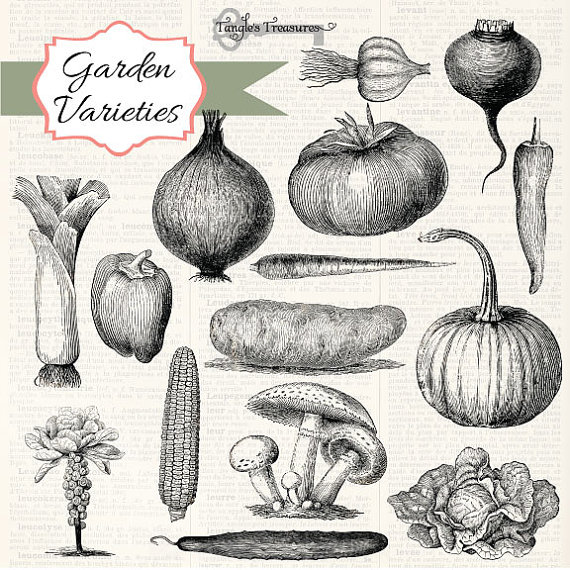 Garden Variety Vintage Vegetable clipart by TanglesTreasures.