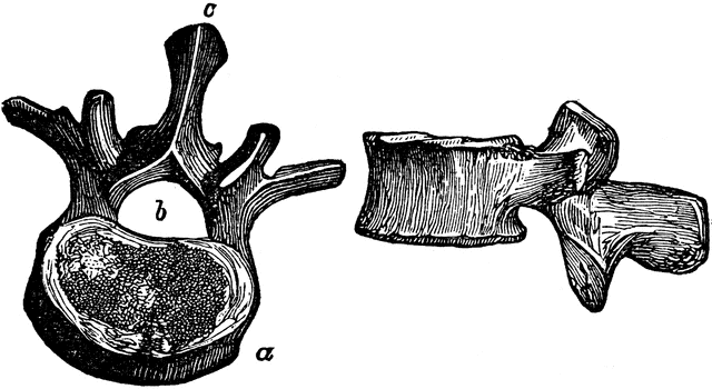 Two Views of a Vertebra.