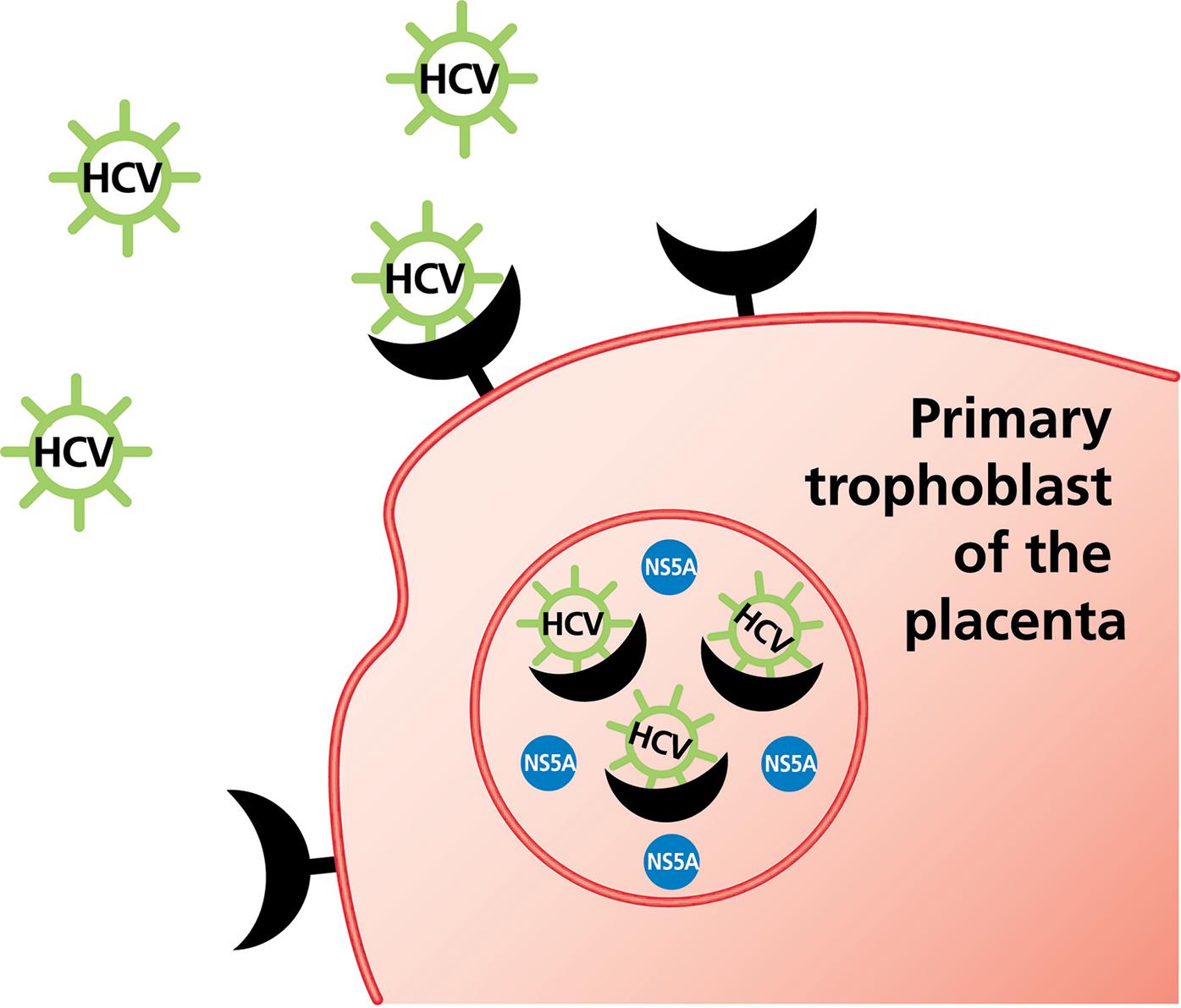 Mechanisms and Prevention of Vertical Transmission in.