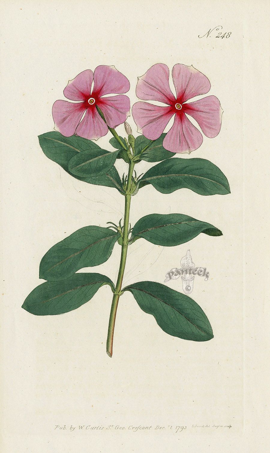 Vinca Rosea. Madagascar Periwinkle. from Curtis pink.