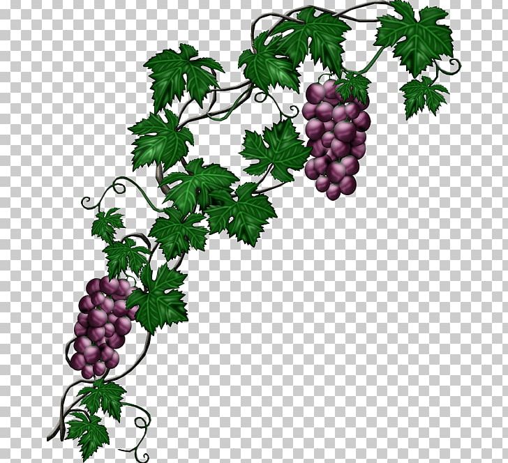 Common Grape Vine Plant PNG, Clipart, Black Grapes, Branch.