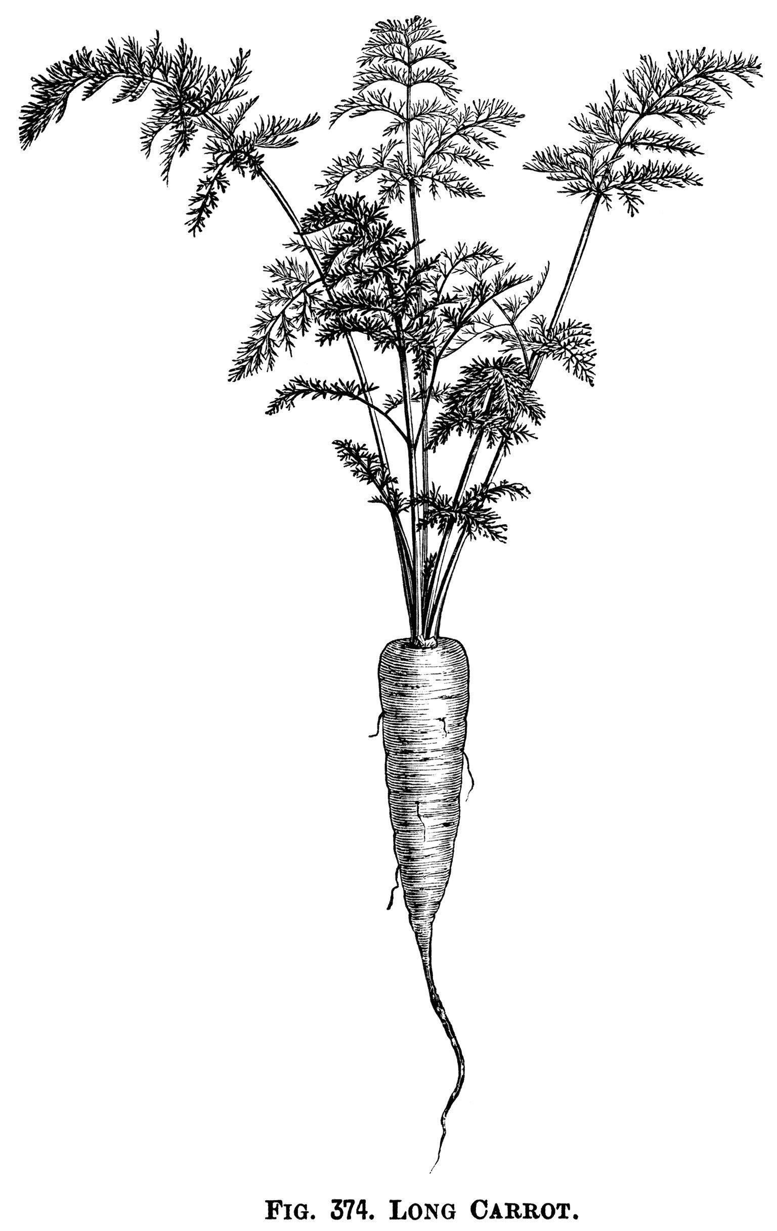 vintage garden clip art, vegetable graphics, black and white.