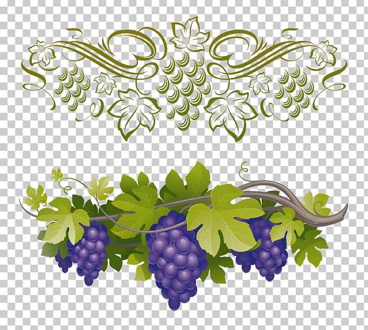 Common Grape Vine Vitis Amurensis PNG, Clipart, Branch, Common Grape.