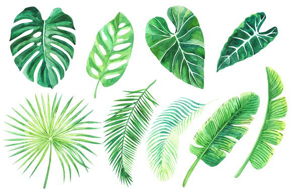 Tropical leaves. Watercolor clip art by anyuka on Behance.