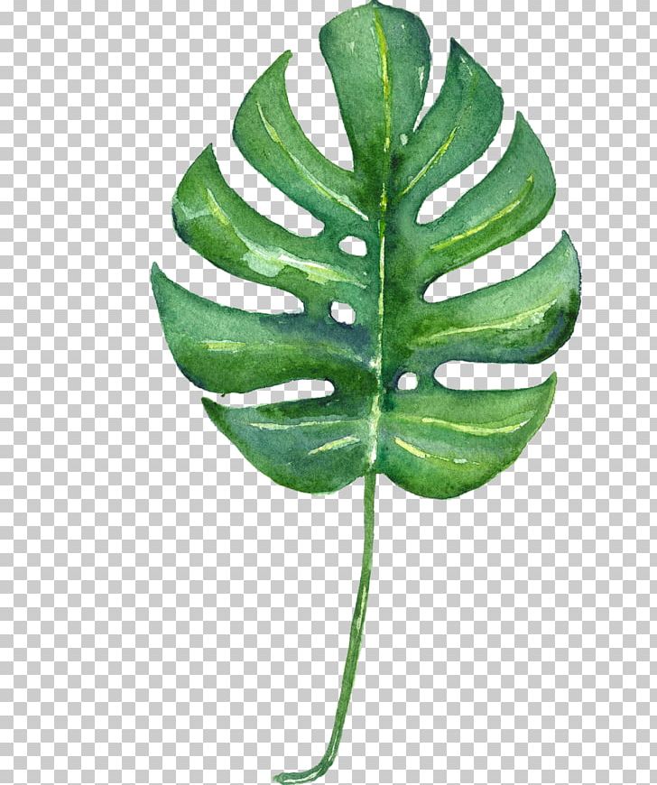 Swiss Cheese Plant Tropics Leaf Watercolor Painting.