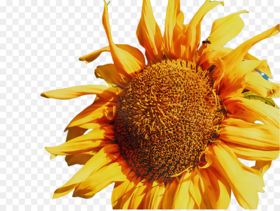 Sunflower Clipart png download.