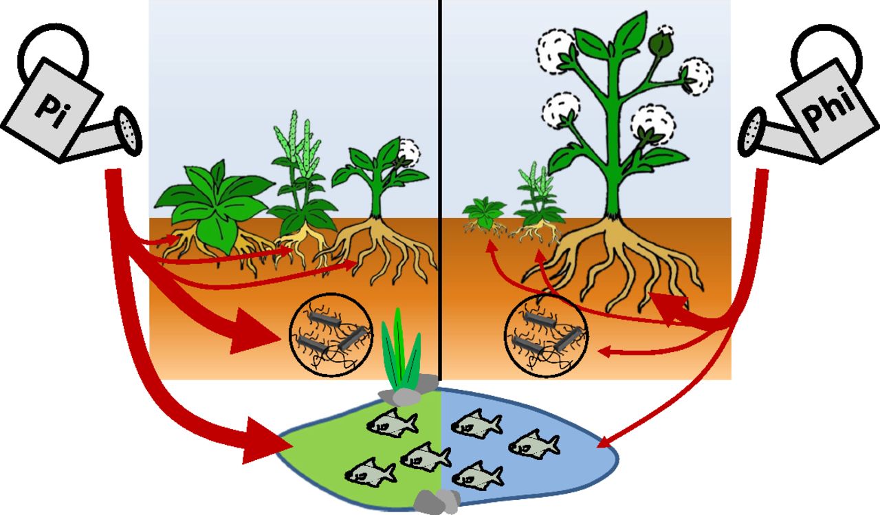 Tailoring crop nutrition to fight weeds.