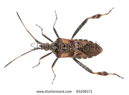 Seed Bug Stock Photos, Royalty.