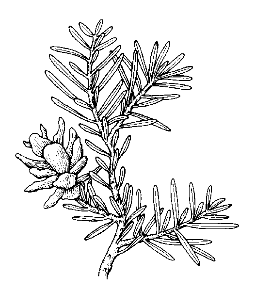 Western Hemlock.