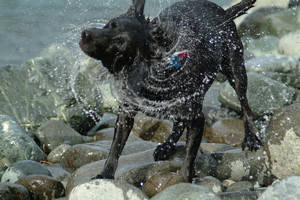 Picture of a Wet Dog Shaking Water Off After Swimming in the.