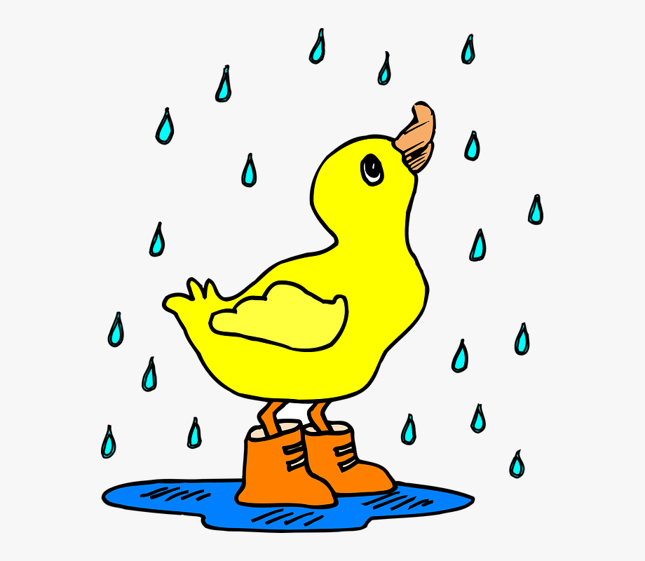 Wet Clipart Duck.