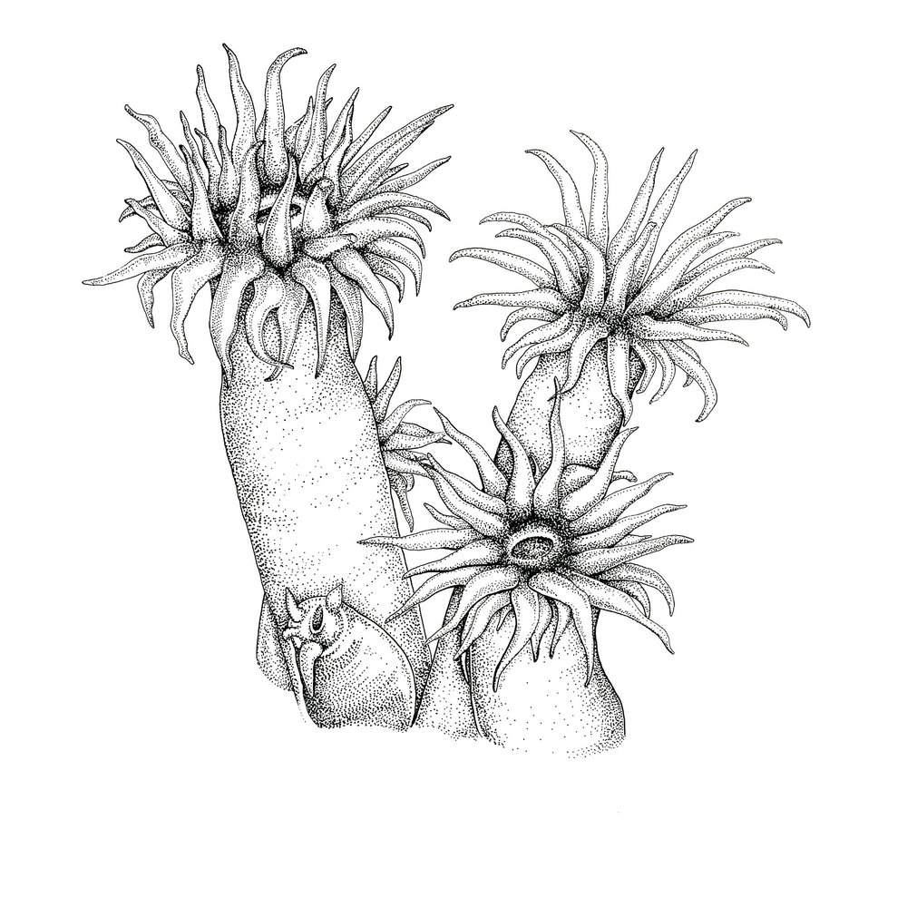 Sea Anemone Clipart.