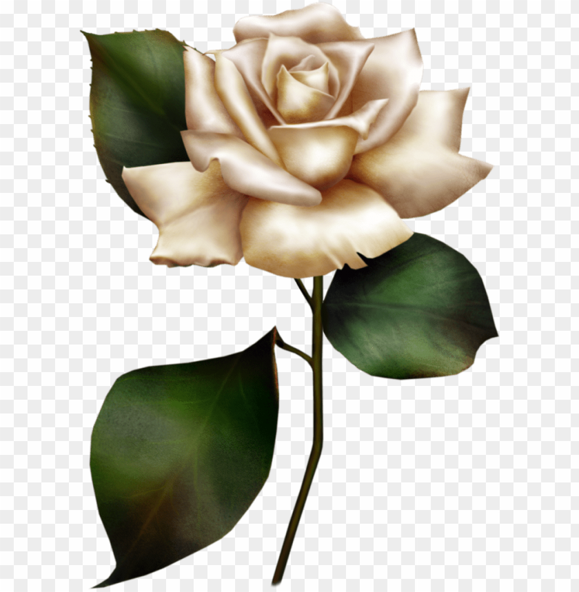 white rose clipart PNG image with transparent background.