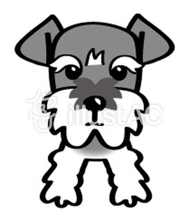 Dog breed type Miniature Schnauzer.