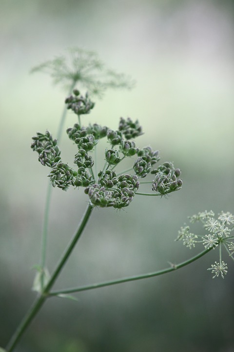 Free photo Wild Chervil Keck Wild Beaked Parsley Cow Parsley.